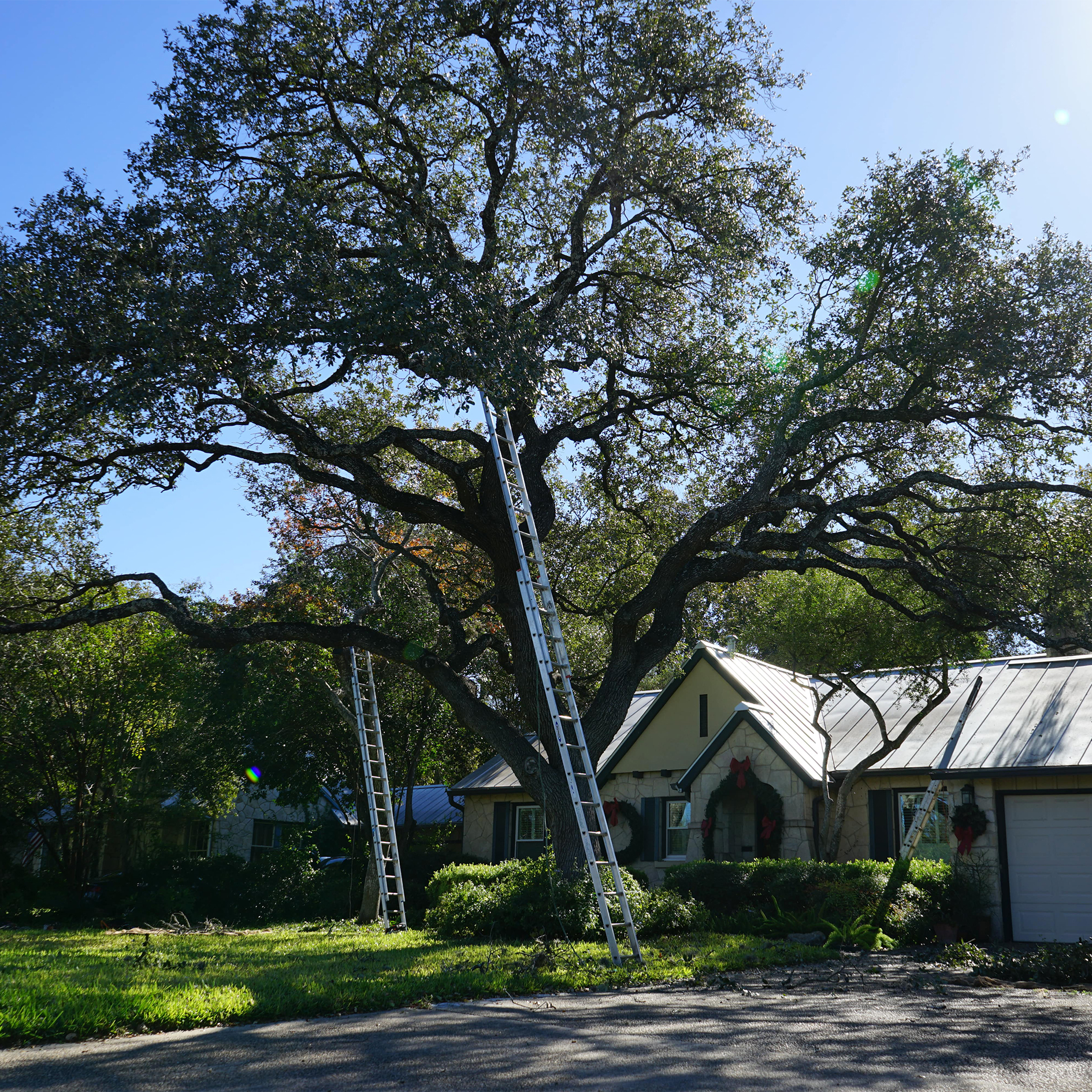Explore our comprehensive tree care services designed to enhance the vitality and aesthetics of your trees. Our certified arborists provide expert care, ensuring the long-term health of your precious green assets.